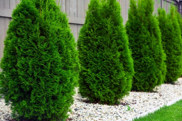 Arborvitae Planting in Owensboro