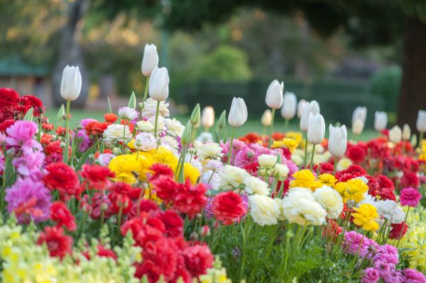 Gardening Service in Owensboro