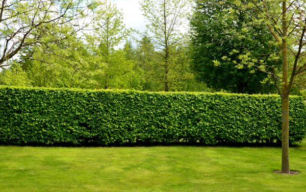 Hedge Planting in Owensboro