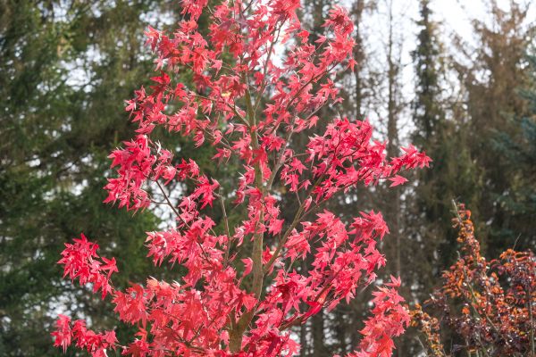 Japanese Maple Planting in Owensboro