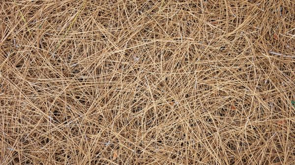 Pine Needles Delivery in Owensboro
