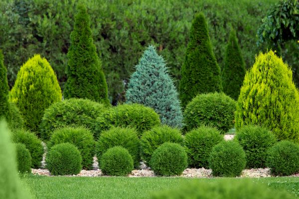 Shrub Replacement in Owensboro