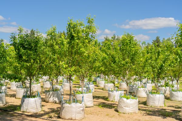 Tree Planting Service in Owensboro