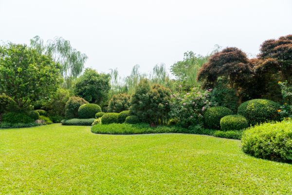 Tree Landscaping in Owensboro
