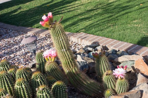Desert Landscaping in Owensboro