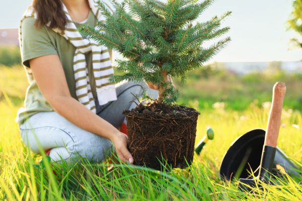 Spruce Tree Planting in Owensboro