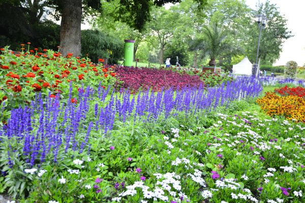 Perennials Planting in Owensboro
