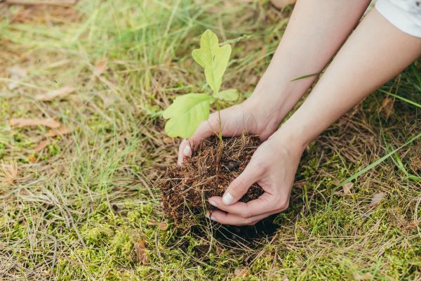 Oak Tree Planting in Owensboro
