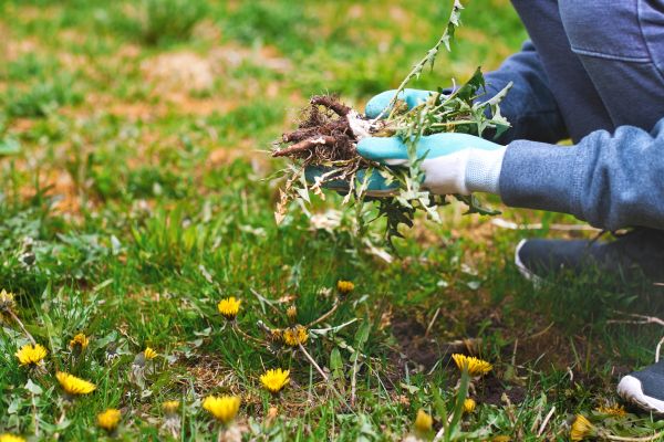 Flower Bed Clearing in Owensboro