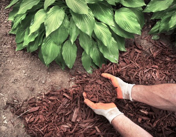 Bark Spreading in Owensboro