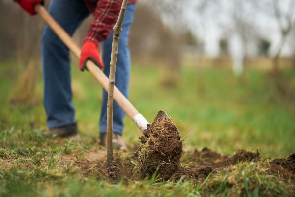 Trees Planting in Owensboro