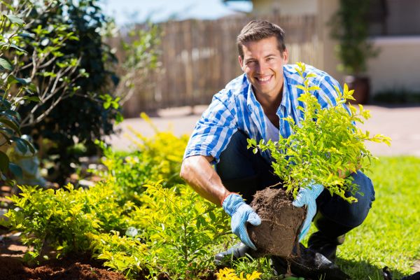 Shrub Landscaping in Owensboro