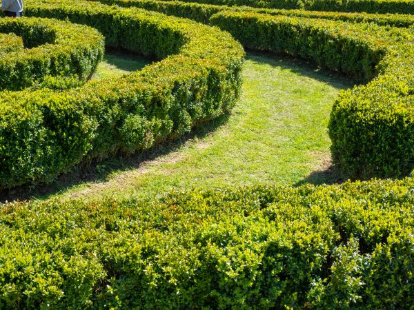 Bush Landscaping in Owensboro