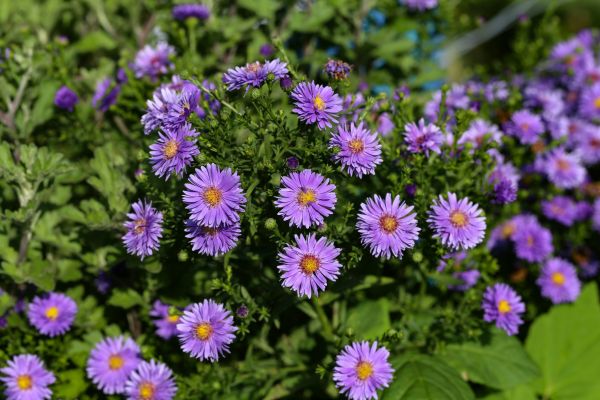 Perennial Flower Planting in Owensboro
