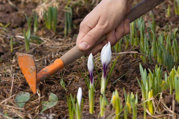 Flower Garden Weeding in Owensboro