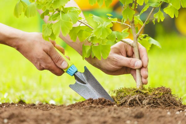 Fruit Tree Planting in Owensboro