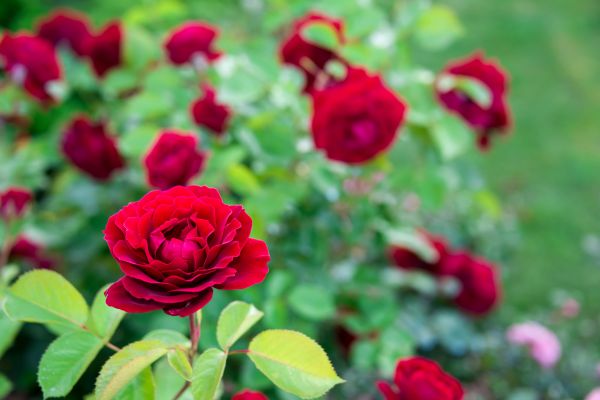 Rose Planting in Owensboro