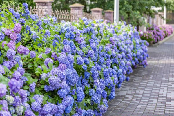 Hydrangea Landscaping in Owensboro