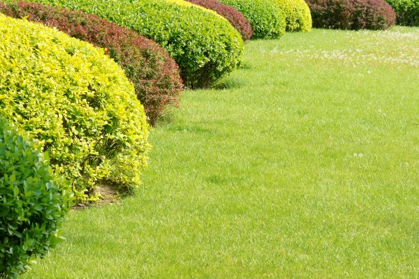 Shrubbery Planting in Owensboro