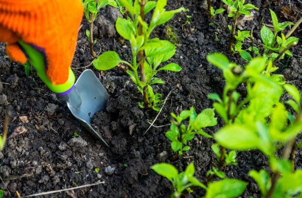 Hydrangea Planting in Owensboro