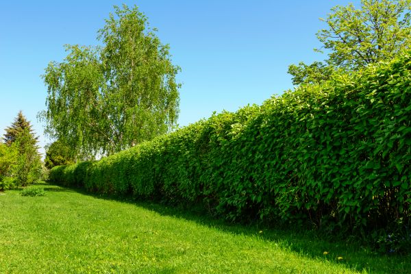 Hedge Replacement in Owensboro