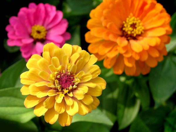 Zinnia Planting in Owensboro