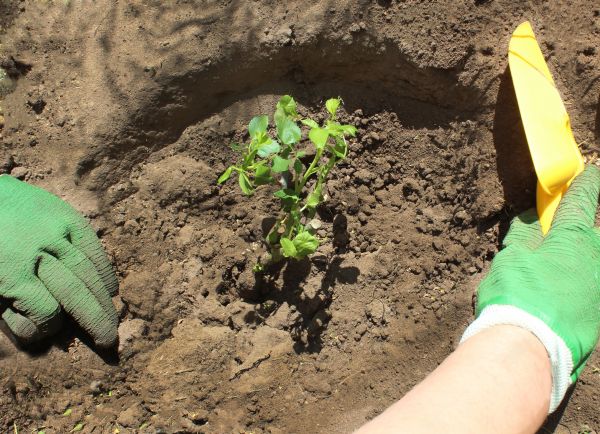 Rose Bush Planting in Owensboro