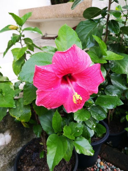 Hibiscus Planting in Owensboro