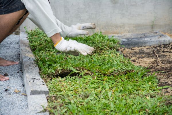 Ground Cover Planting in Owensboro