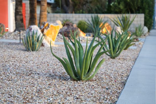 Drought Resistant Landscaping in Owensboro
