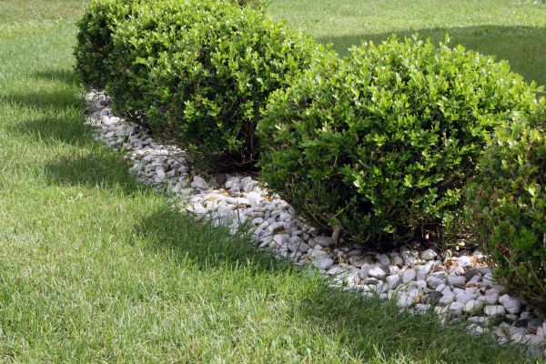 Boxwood Planting in Owensboro