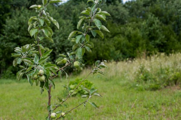 Apple Tree Planting in Owensboro