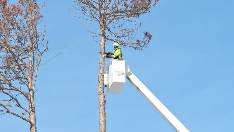 Arborist Tree Service